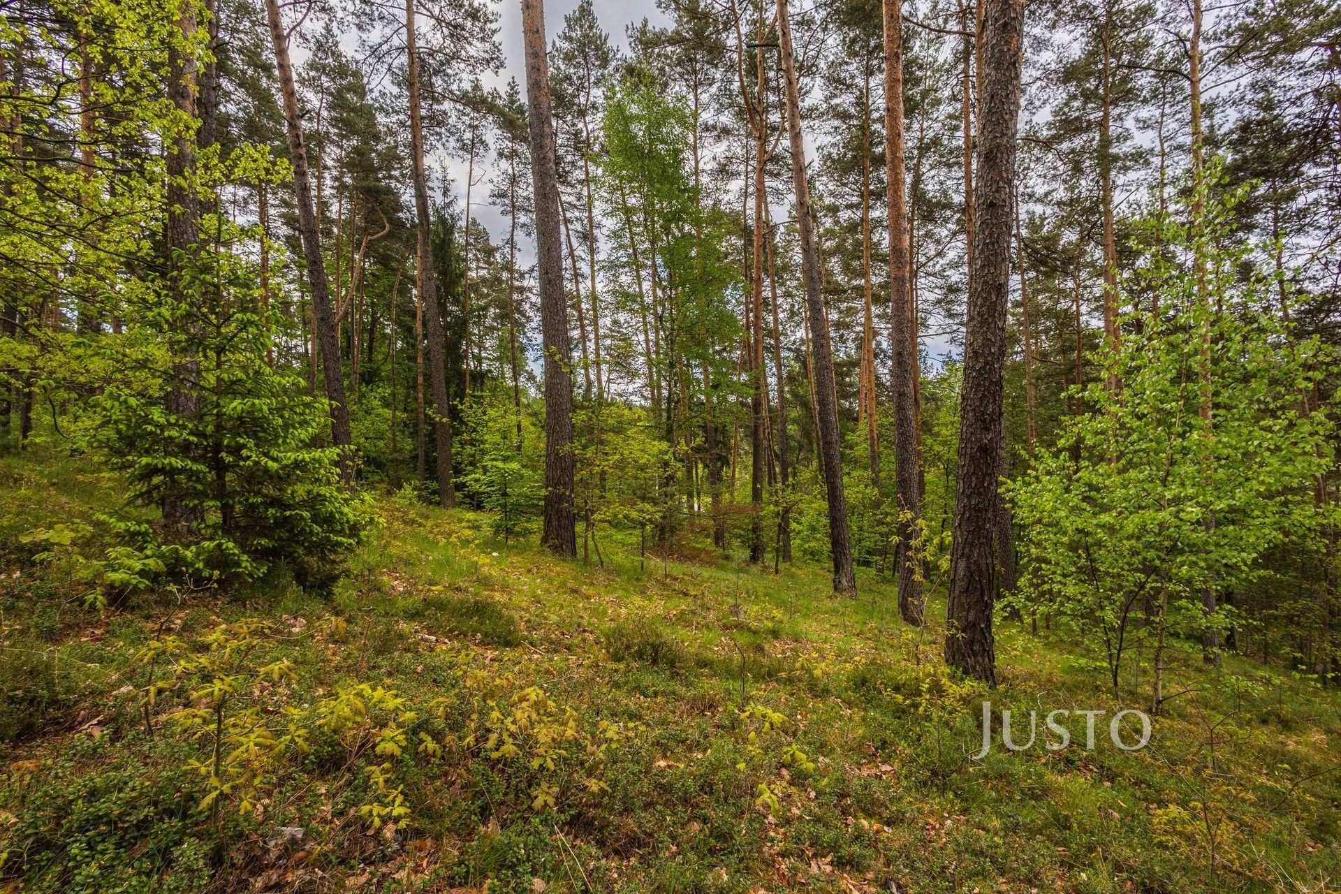Prodej pozemek pro bydlení - Děvínská  , Hamr na Jezeře, 1 647 m² - 5
