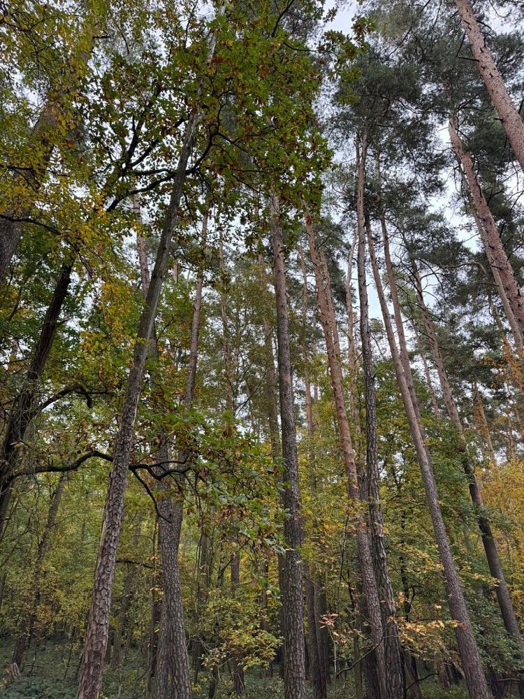 Prodej les - Kanice - Veselé, okres Domažlice, Plzeňský kraj - 2