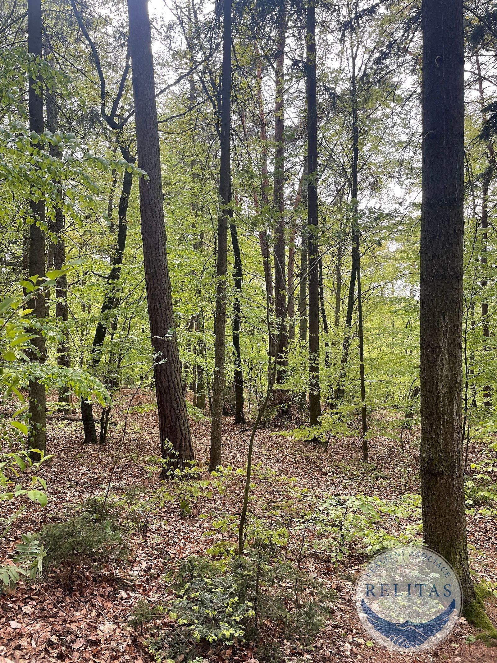 Prodej les - Sázavská, Jevany, 7 759 m²