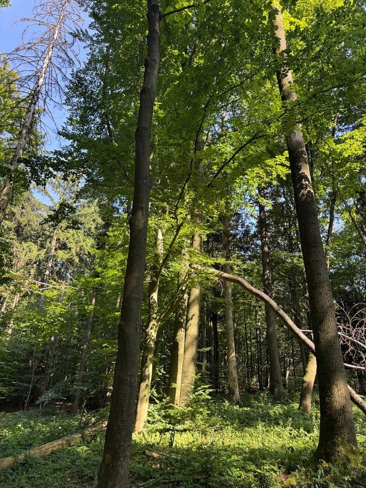 Les · Liberk - Dolní Bělá, okres Rychnov nad Kněžnou, Královéhradecký kraj - 4