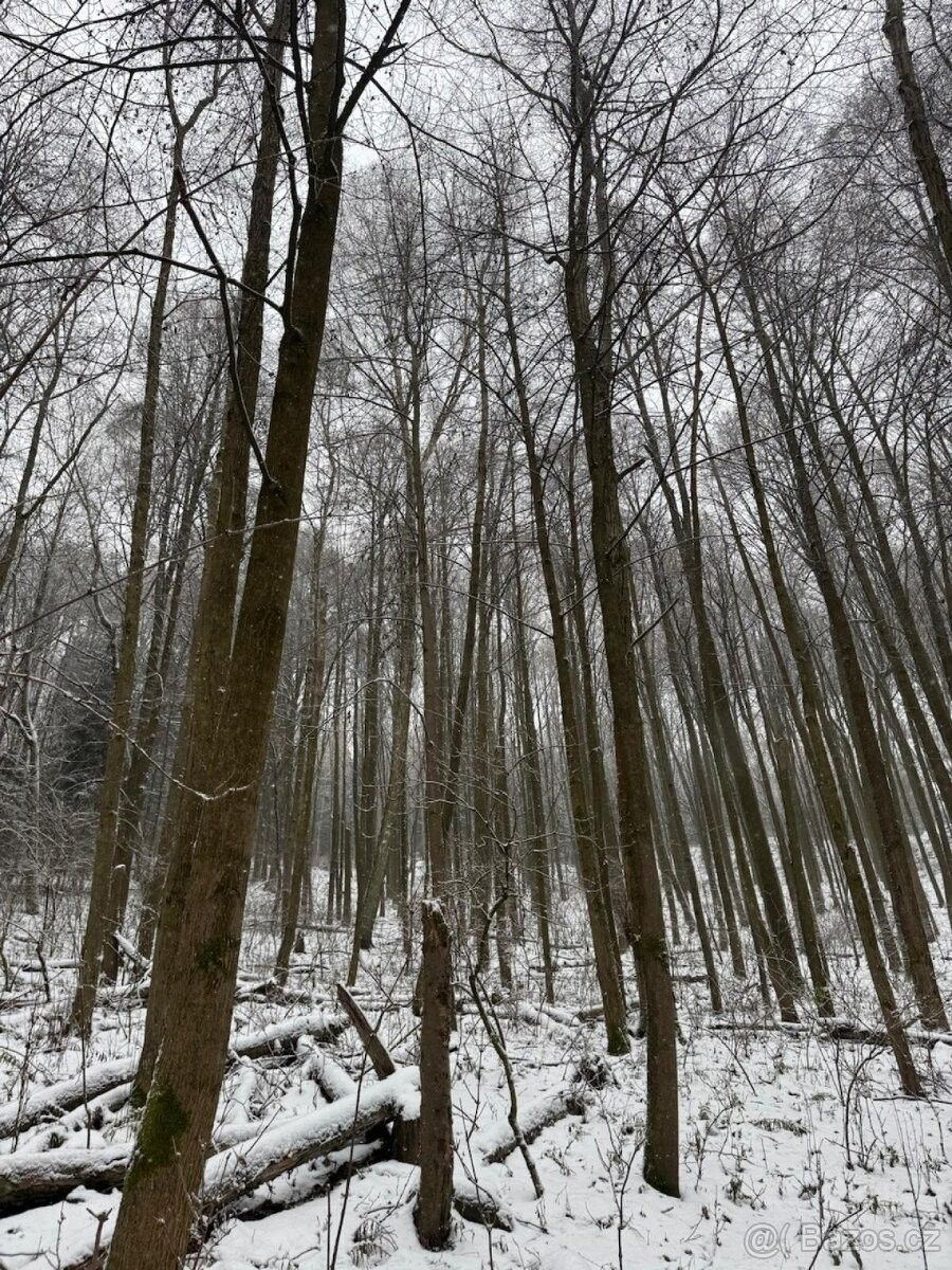 Pozemky pro bydlení, Velké Losiny, 788 15