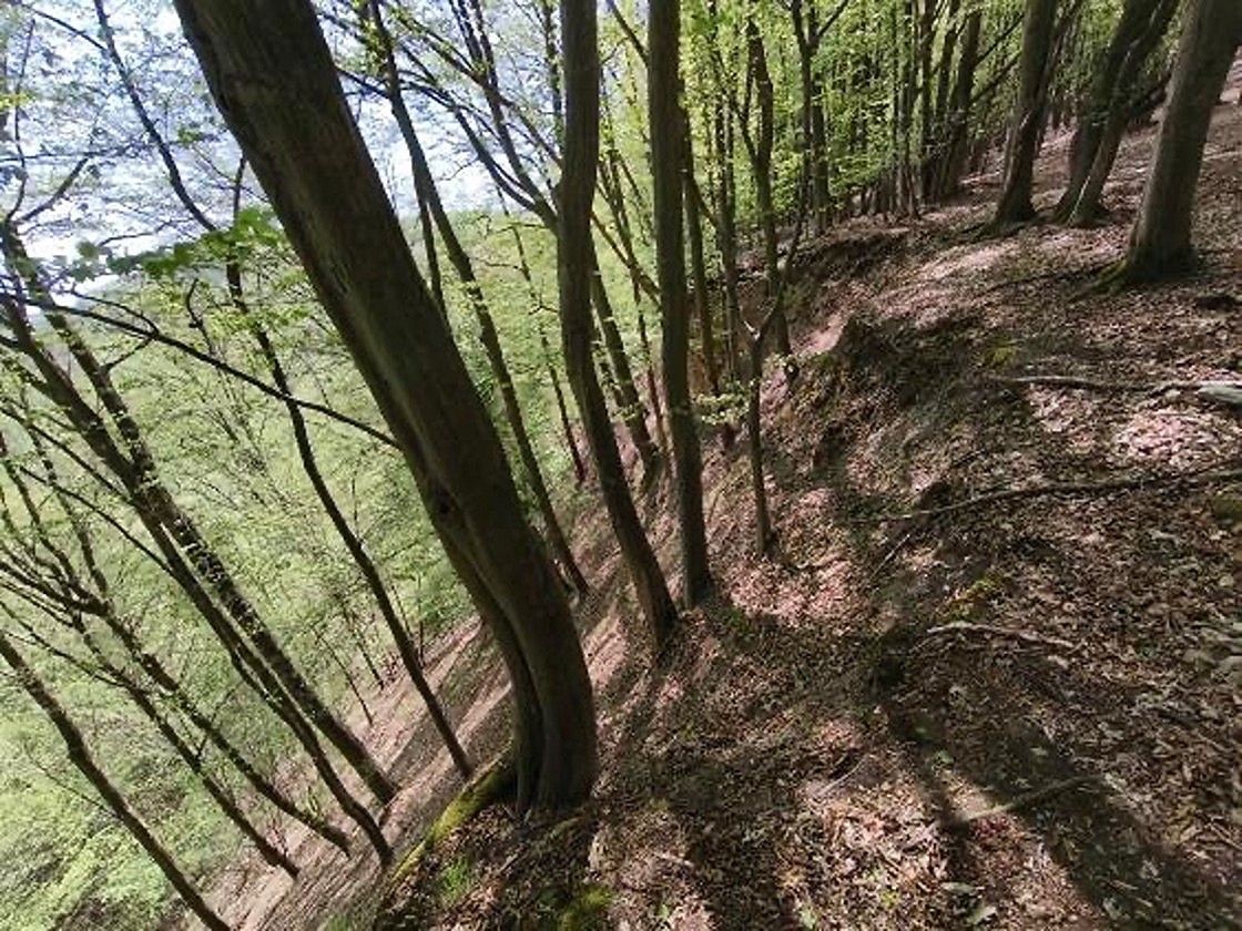 Lesy, Luže - Doly, okres Chrudim, Pardubický kraj - 2