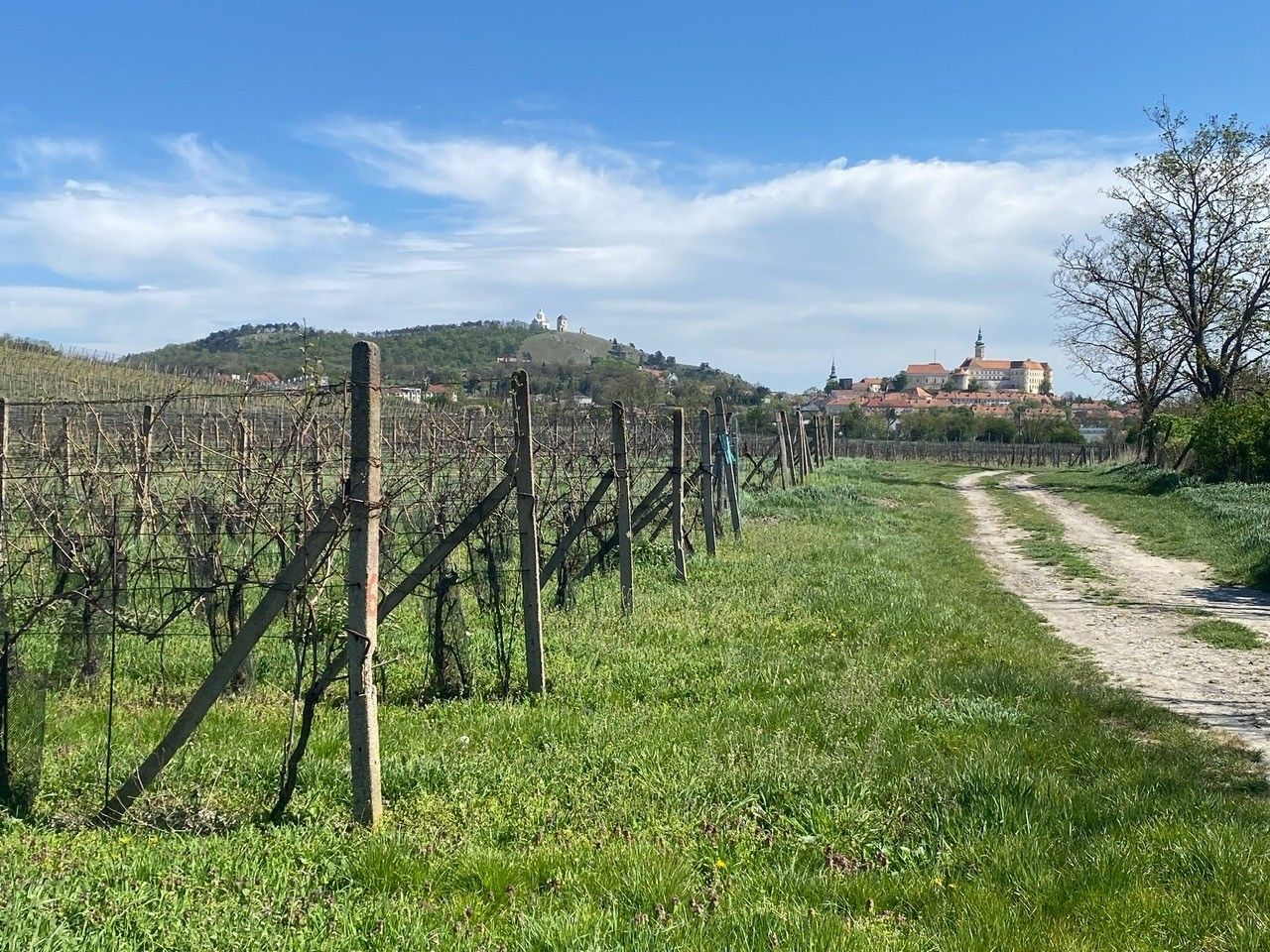 Pozemek · 4 809 m² · Nová 1, Mikulov - 3