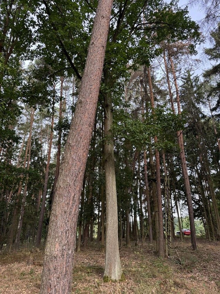 Les · Zruč-Senec - 4