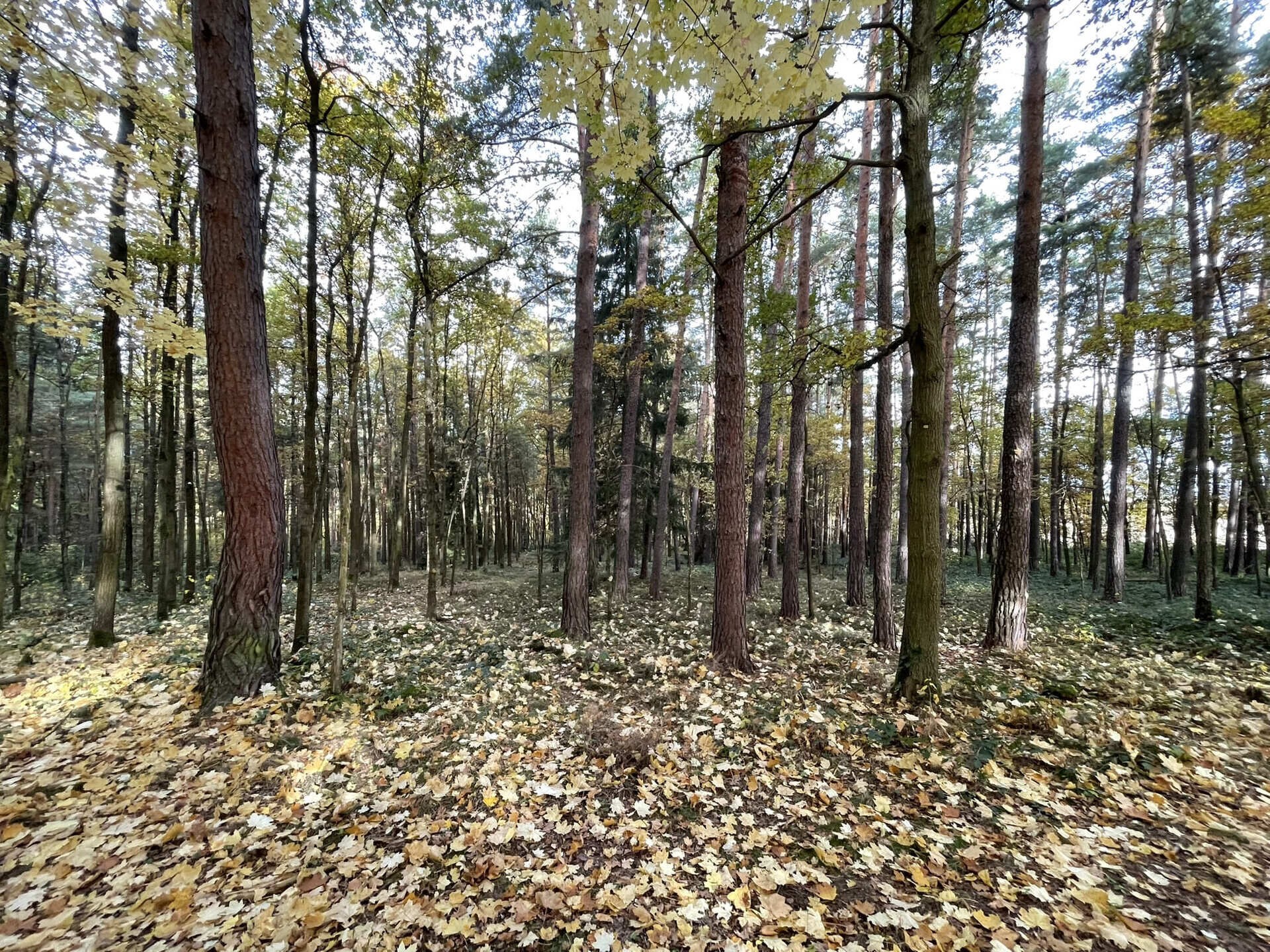 Prodej les - Lipí Kaliště u Lipí, 21 899 m² - 5