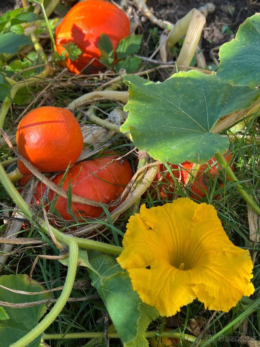 Zahrady, Bařice-Velké Těšany, 767 01