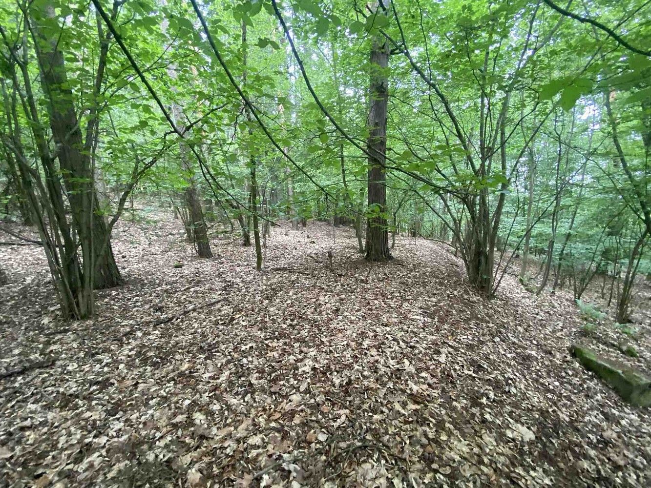 Les · Popovice, okres Benešov, Středočeský kraj - 3