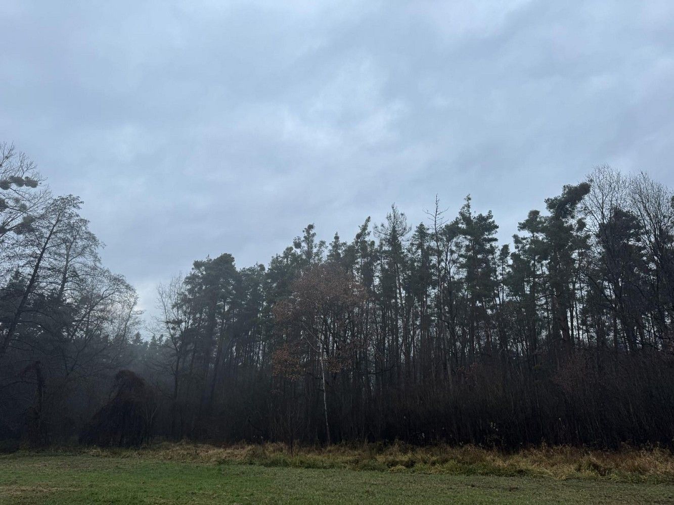 Les · Přelouč - Dolní Bělá, okres Pardubice, Pardubický kraj - 4