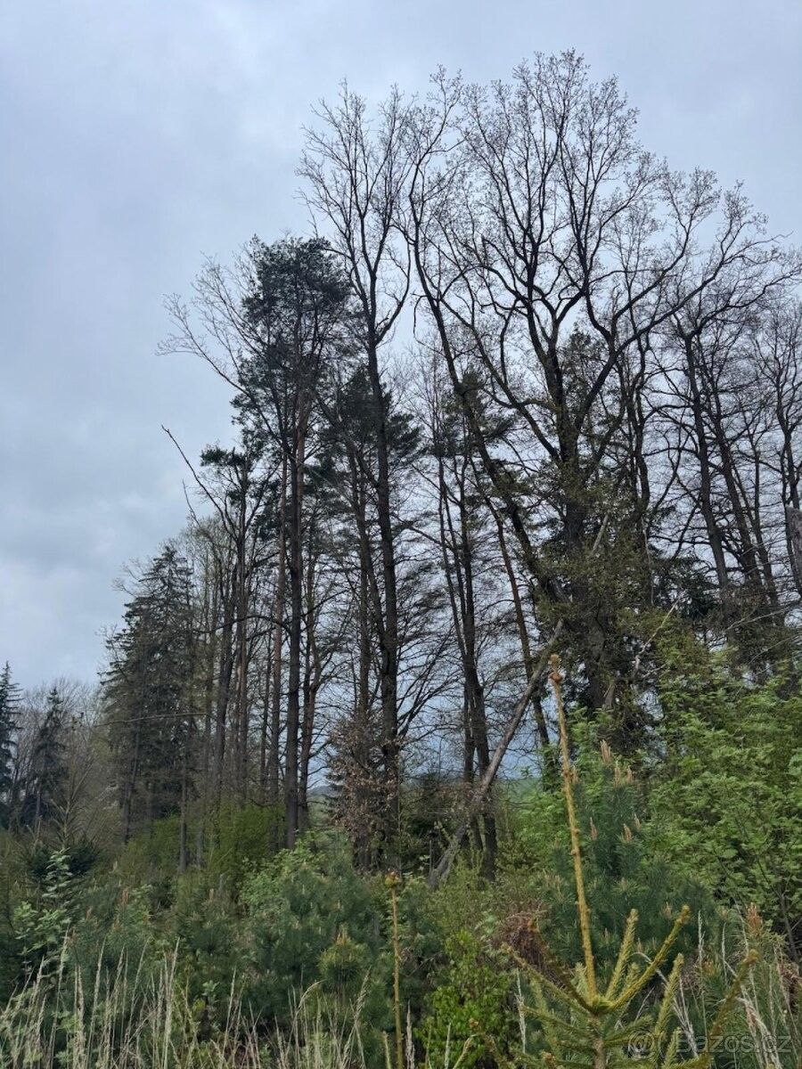 Prodej pozemek pro bydlení - Nové Mitrovice, 335 63