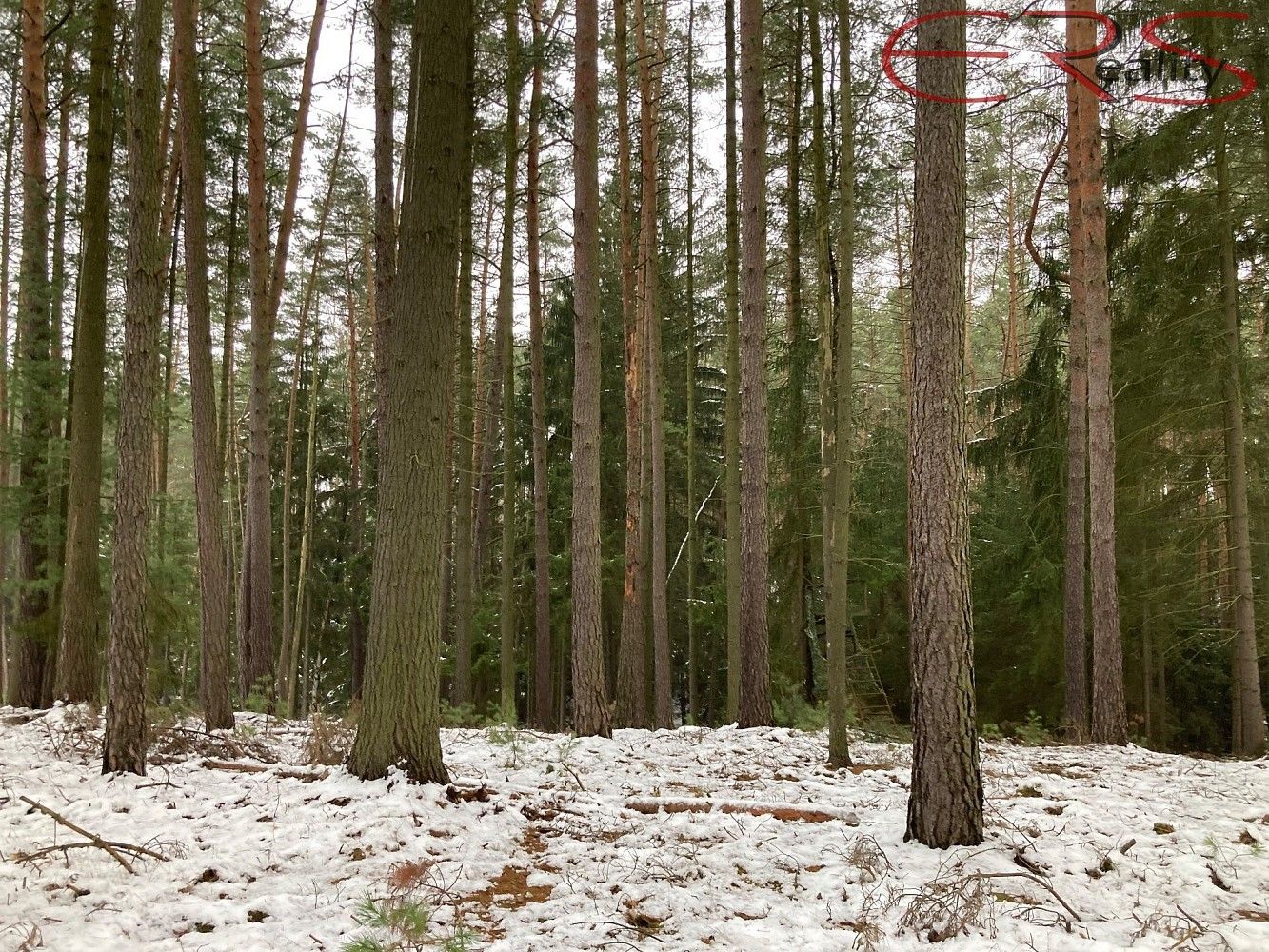Lesy, Plužná, okres Mladá Boleslav, Středočeský kraj - 1
