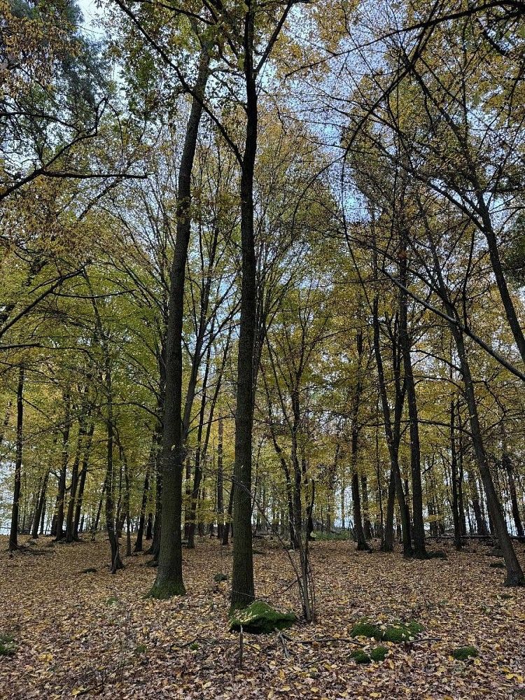 Prodej les - Chleby - Podomí, okres Benešov, Středočeský kraj - 2