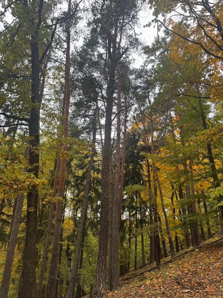 Les · Přísečná - Nemojany - 3