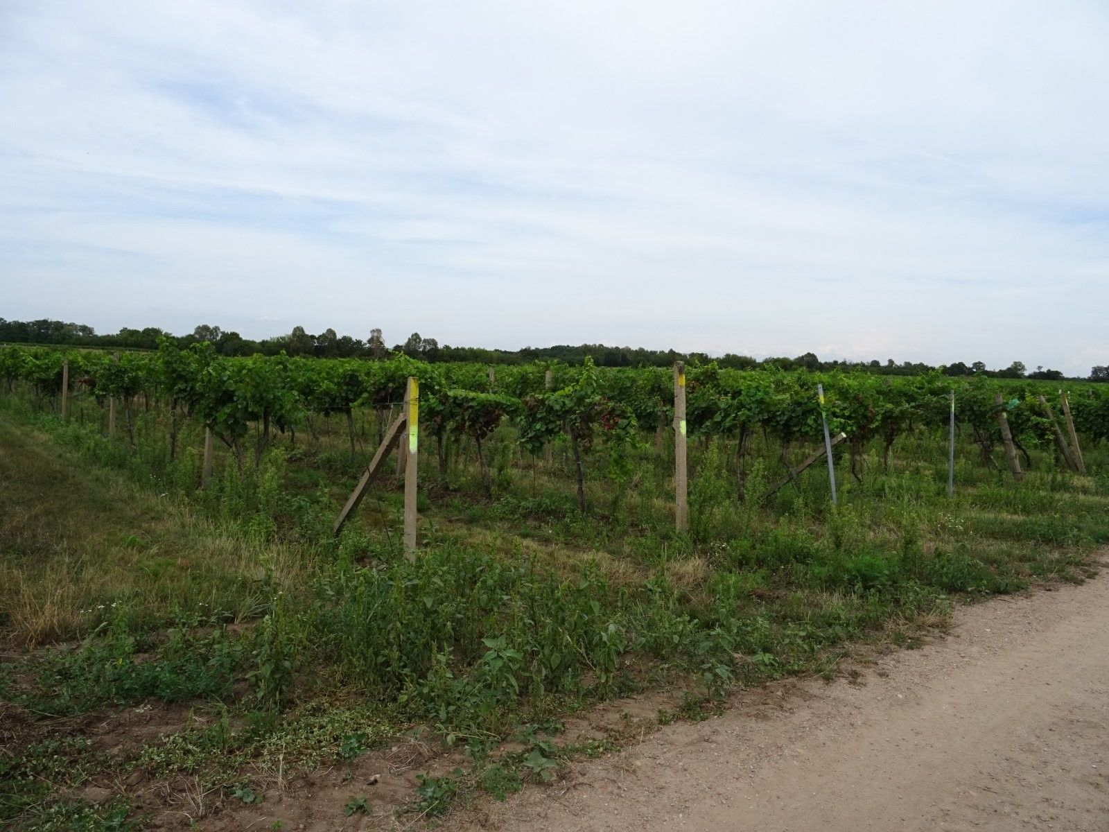 Prodej pozemek - Hlohovec, 7 m²