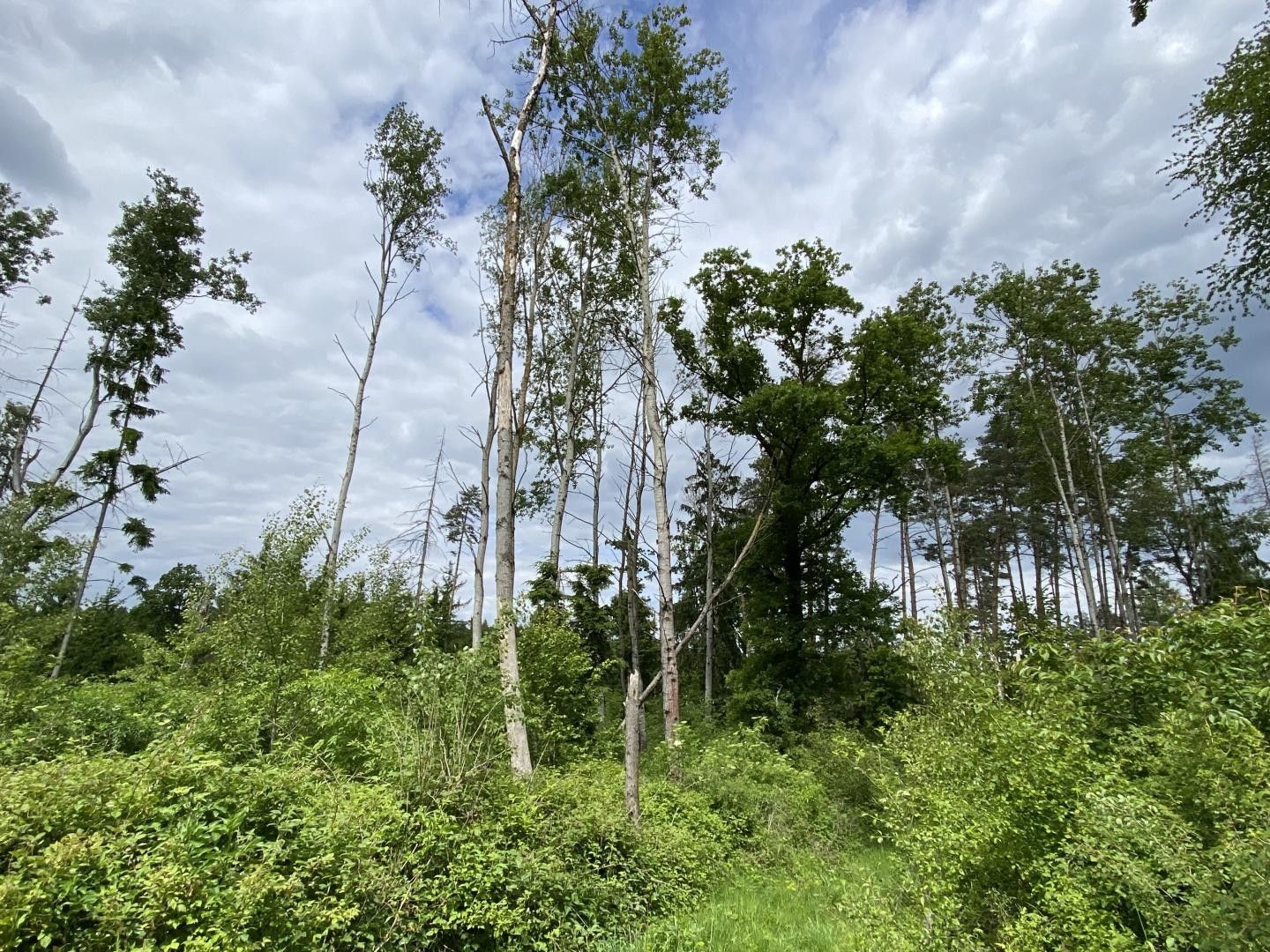 Lesy, Lštění, Blížejov