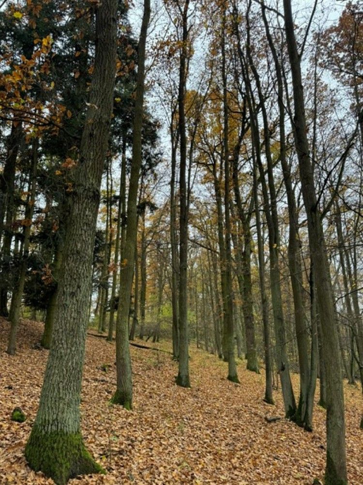 Lesy, Dolní Lukavice - Nýřany, okres Plzeň-jih, Plzeňský kraj - 1