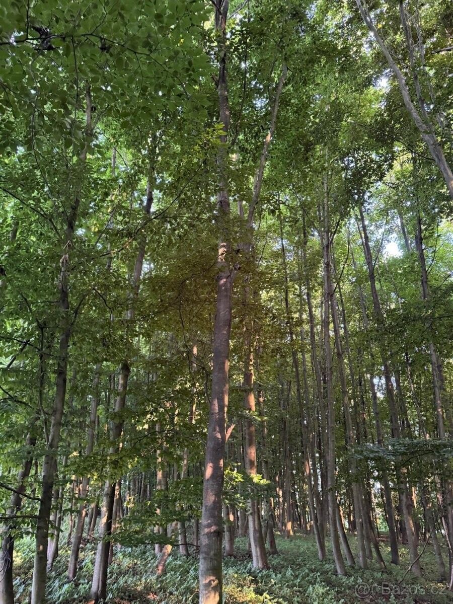 Pozemky pro bydlení, Vlašim, 258 01