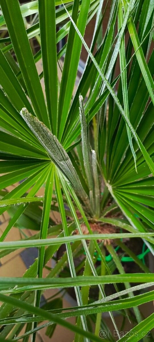 Prodej zahrada - Šardice, 696 13