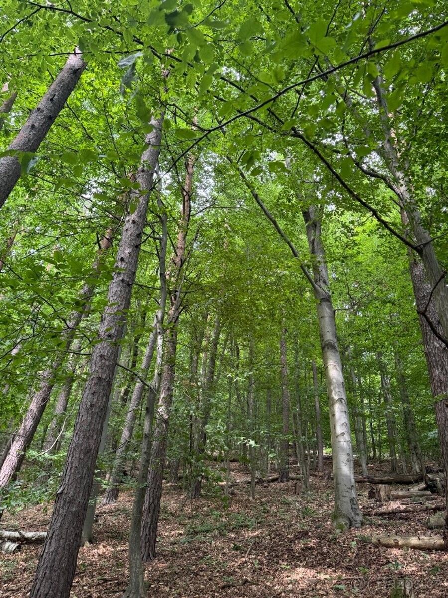 Prodej pozemek pro bydlení - Olšany u Šumperka, 789 62