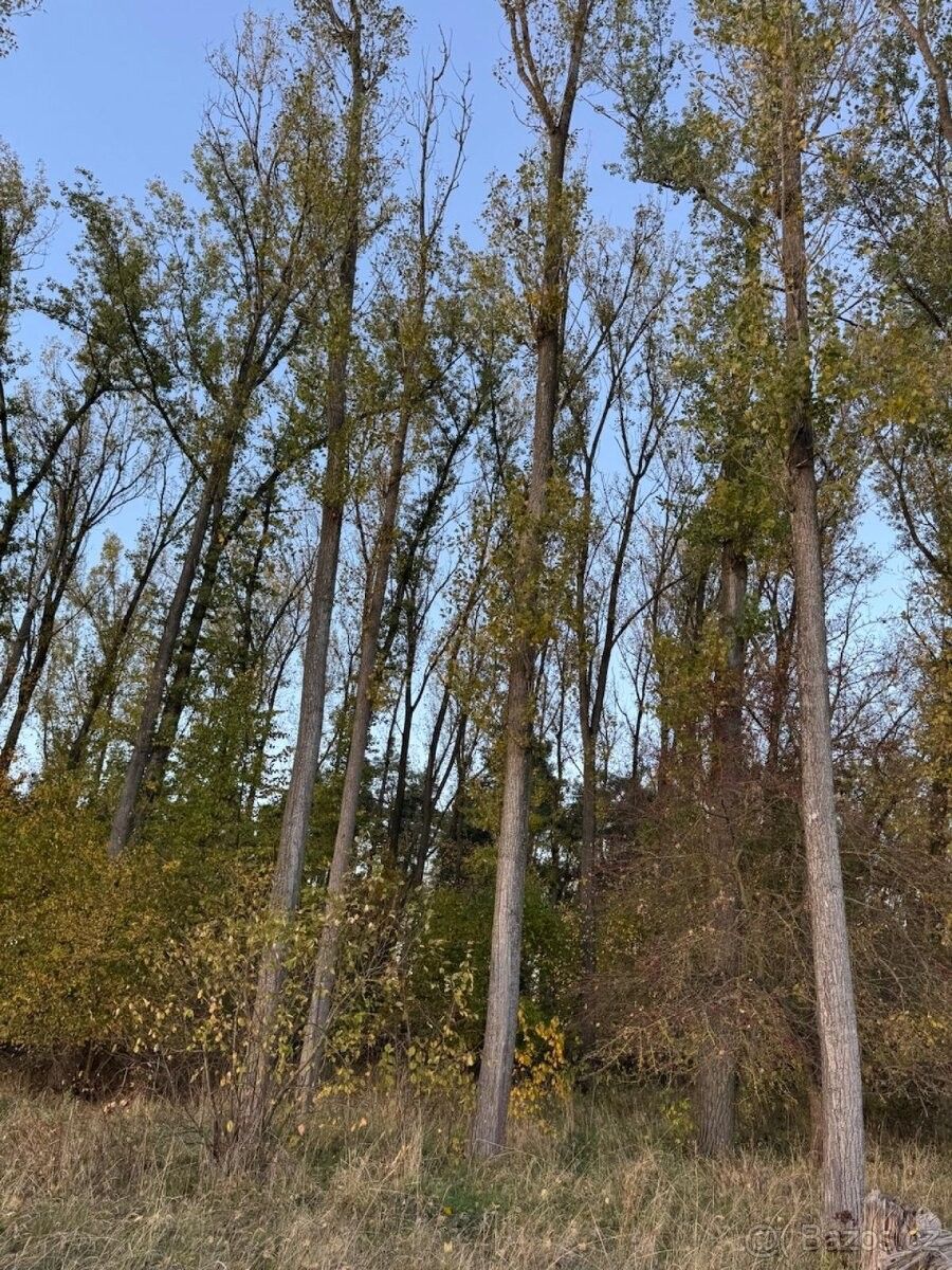 Pozemky pro bydlení, Sány, 289 06