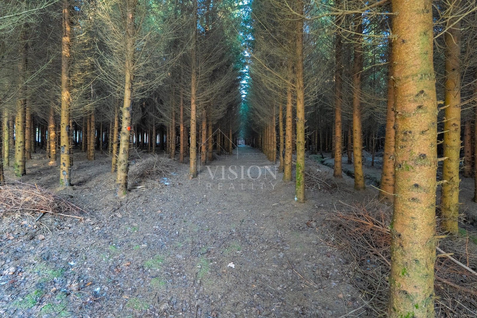 Prodej les - Přídolí, 50 m²