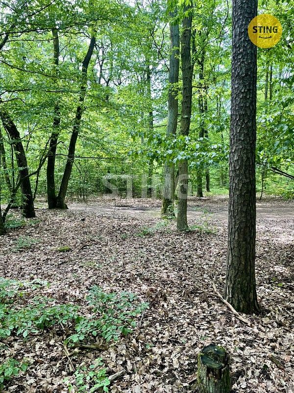 Lesy, Brno - Řečkovice, okres Brno-město, Jihomoravský kraj - 2