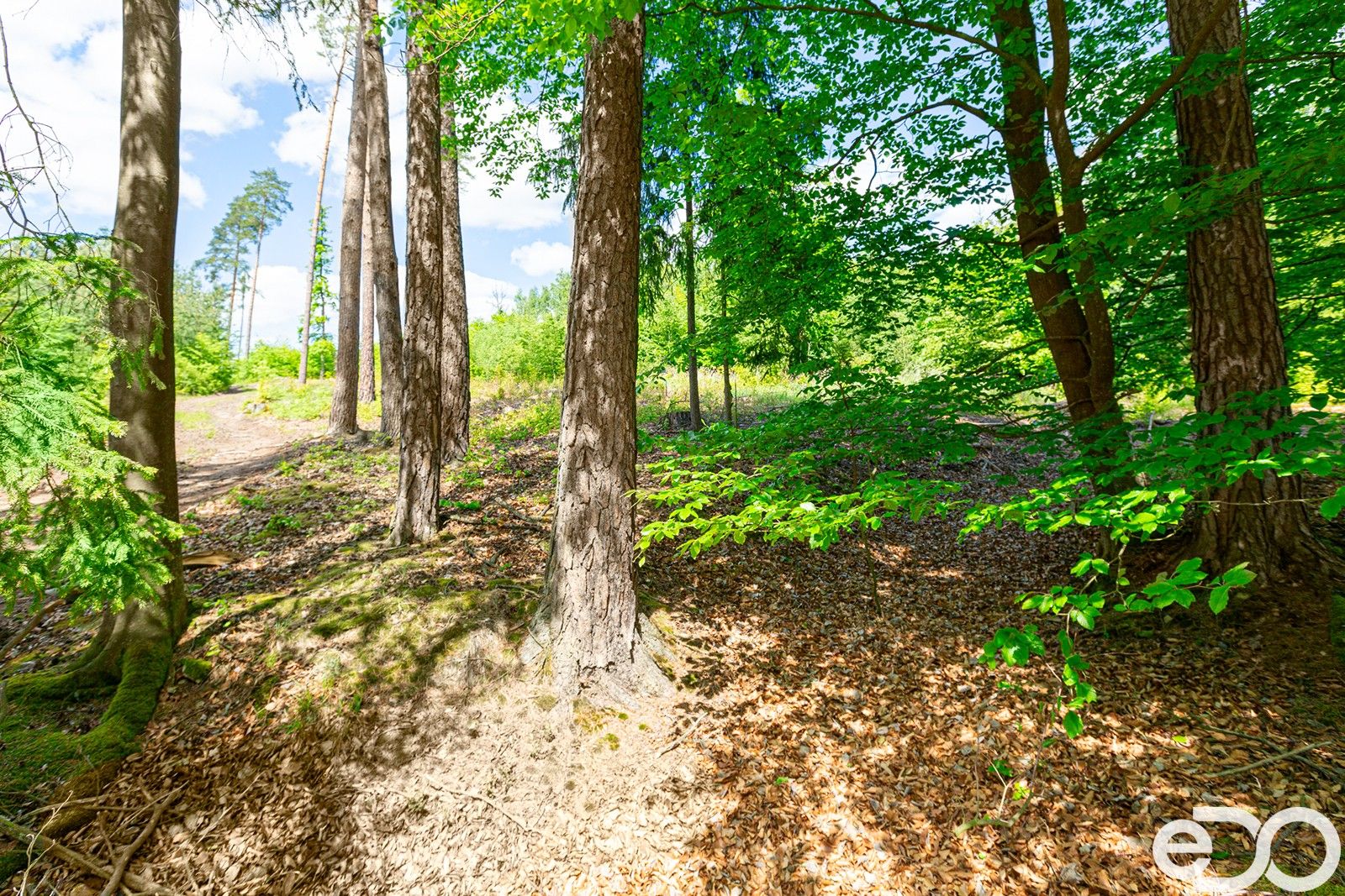 Les · 79 500 m² · Jetětice - 3