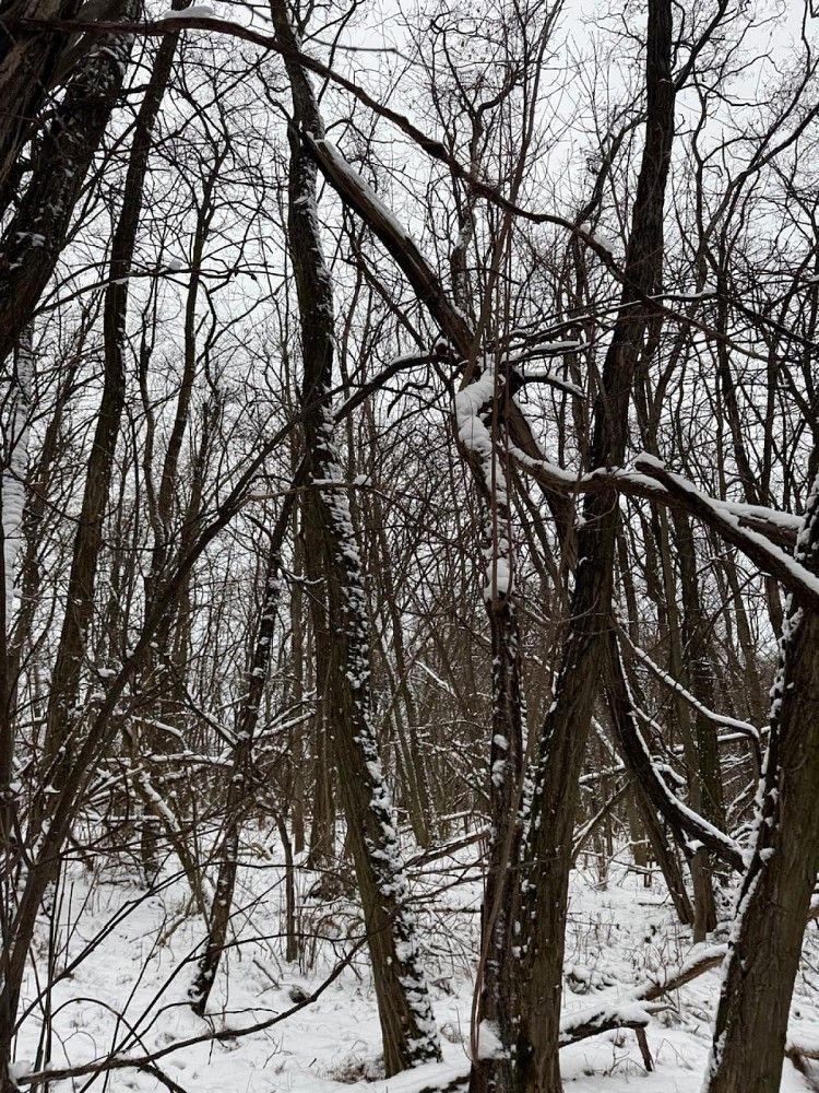 Prodej les - Nikolčice, okres Břeclav, Jihomoravský kraj - 5