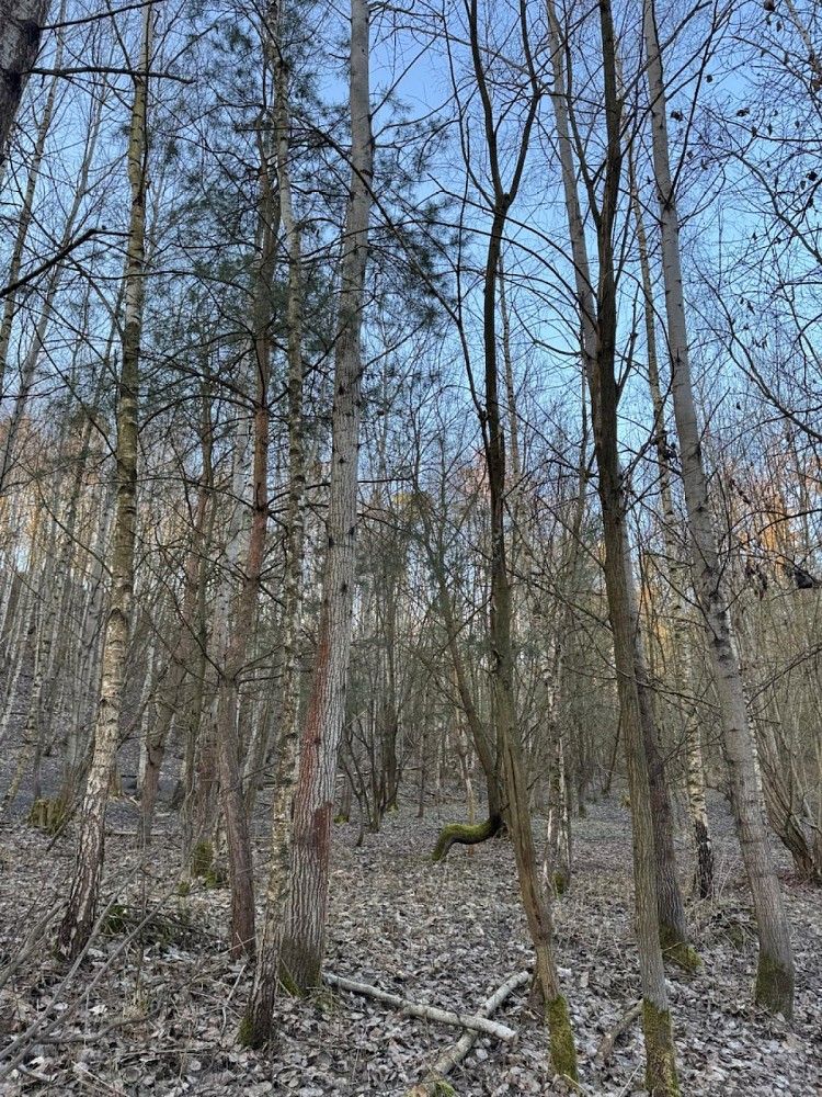 Prodej les - Mělnické Vtelno - Drnovice, okres Mělník, Středočeský kraj - 5