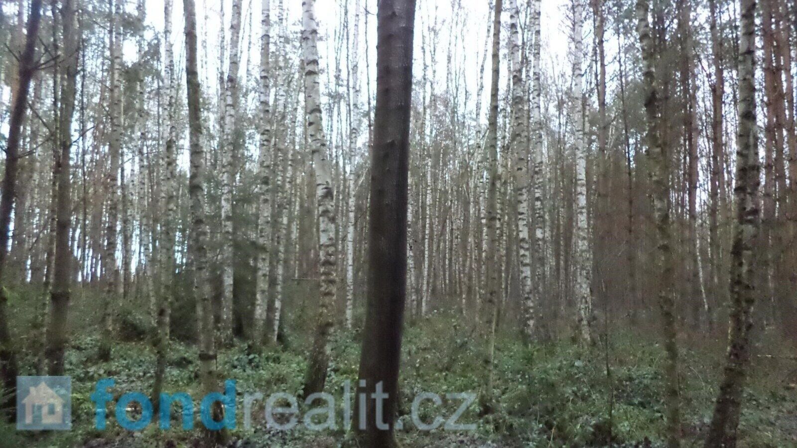 Prodej les - Myslkovice, 9 m²