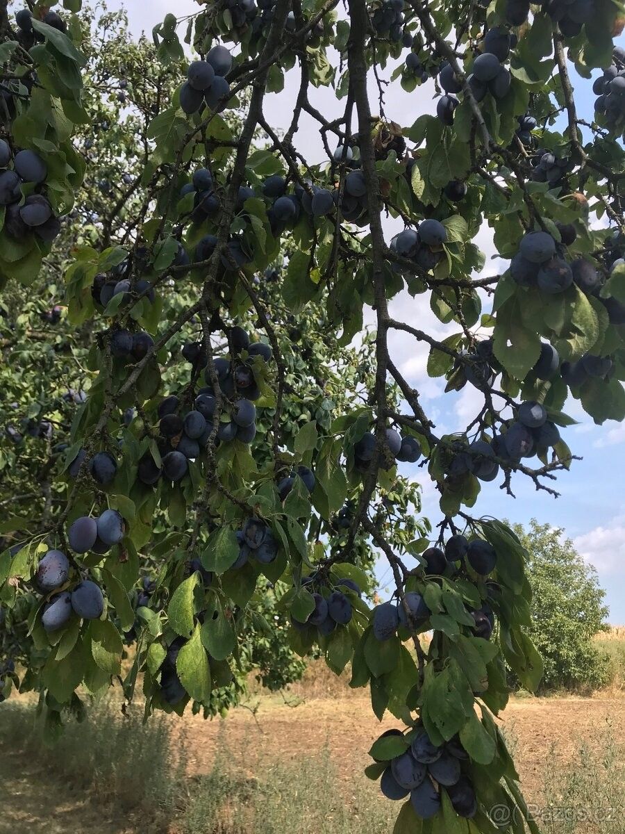 Prodej pozemek pro bydlení - Svatobořice, 696 04