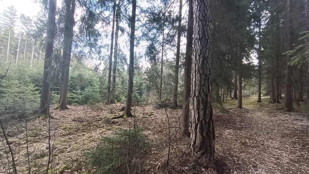 Prodej les - Ledenická-Škarda, Srubec, 13 783 m² - 5