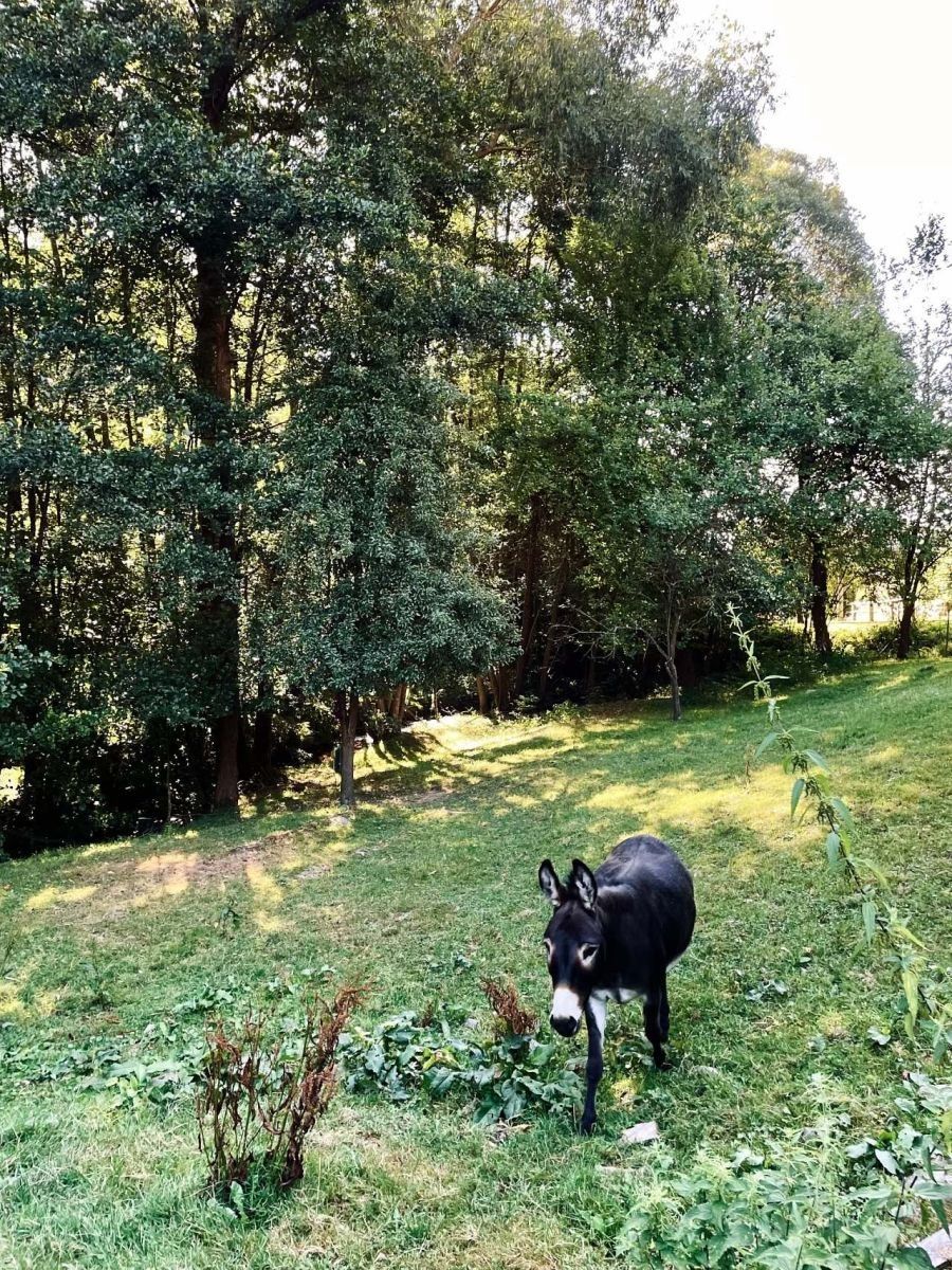 Chaty, Třemešné - Bezděkov u Třemešného, Plzeňský kraj - 2