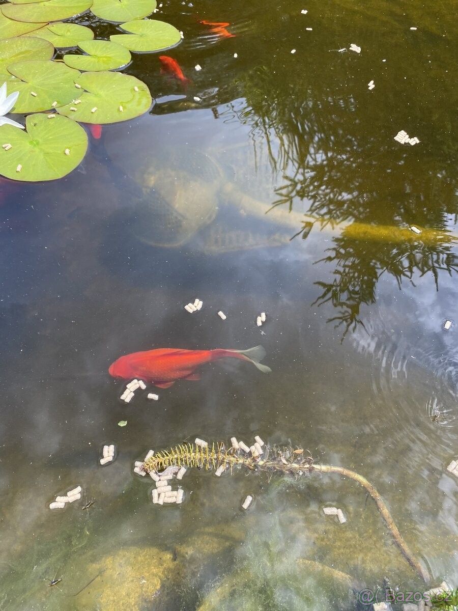 Prodej zahrada - Býchory, 280 02