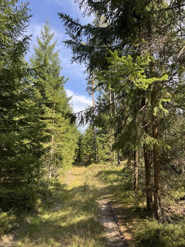 Prodej les - Novosedly nad Nežárkou, okres Jindřichův Hradec - 5