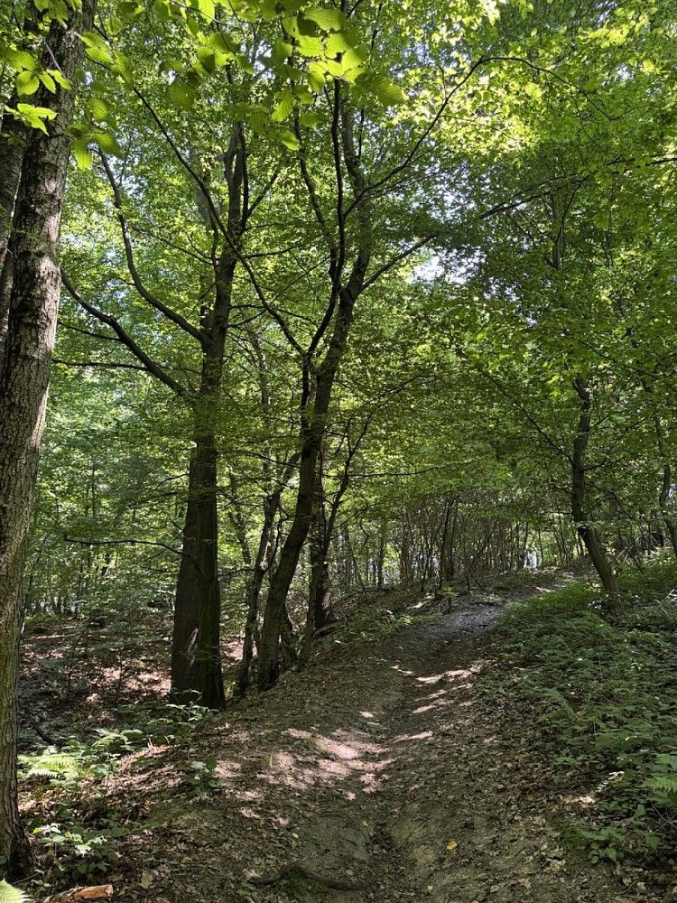 Lesy, Horní Bříza, okres Plzeň-sever, Plzeňský kraj