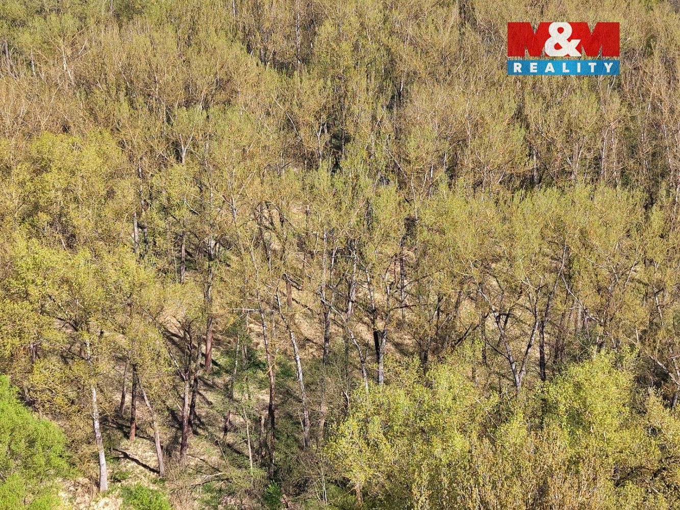 Les · Přerov nad Labem, okres Nymburk - 4