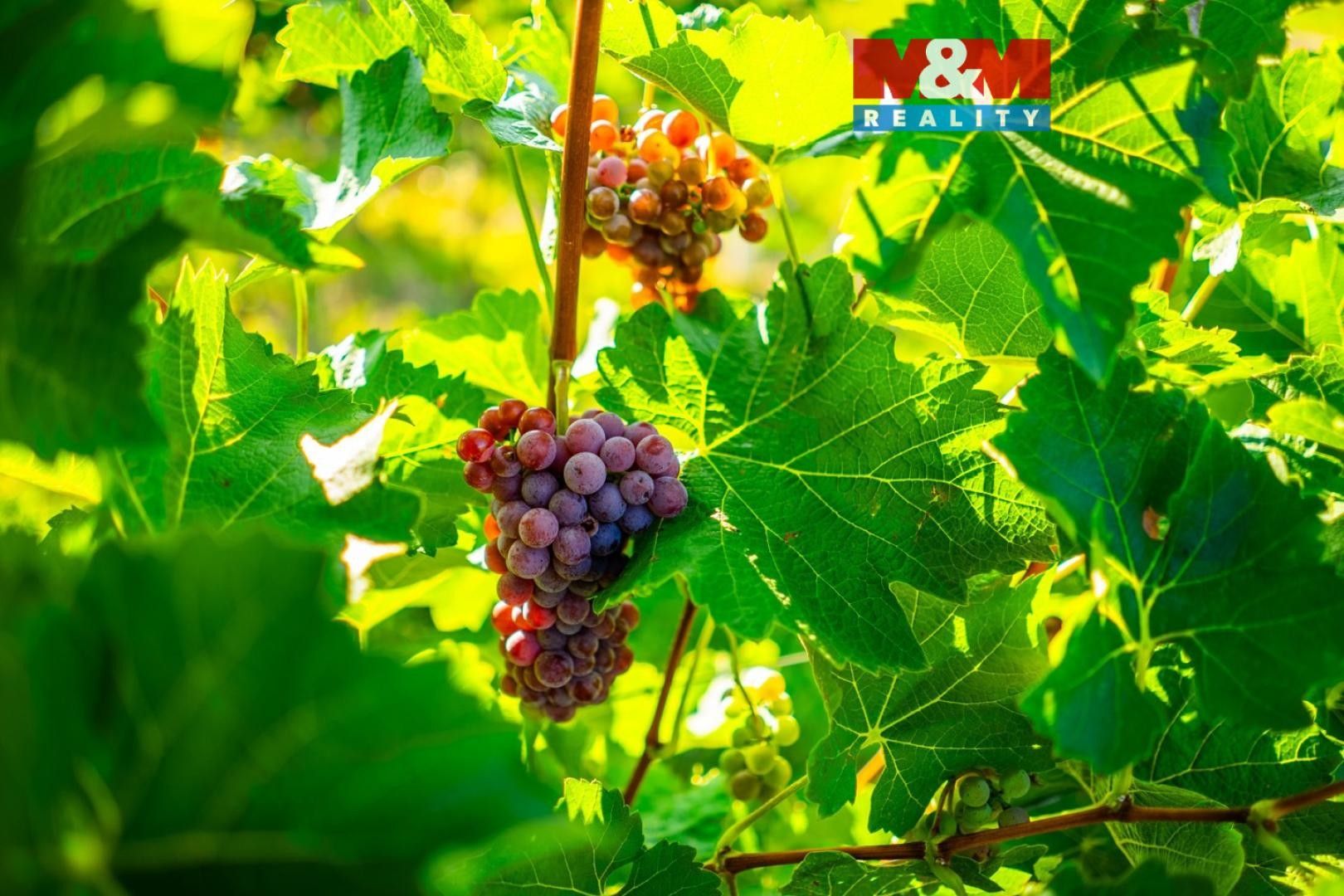 Zemědělské pozemky, Šardice