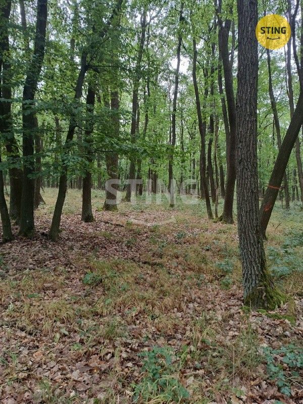 Lesy, Morkůvky, 2 723 m² - 2