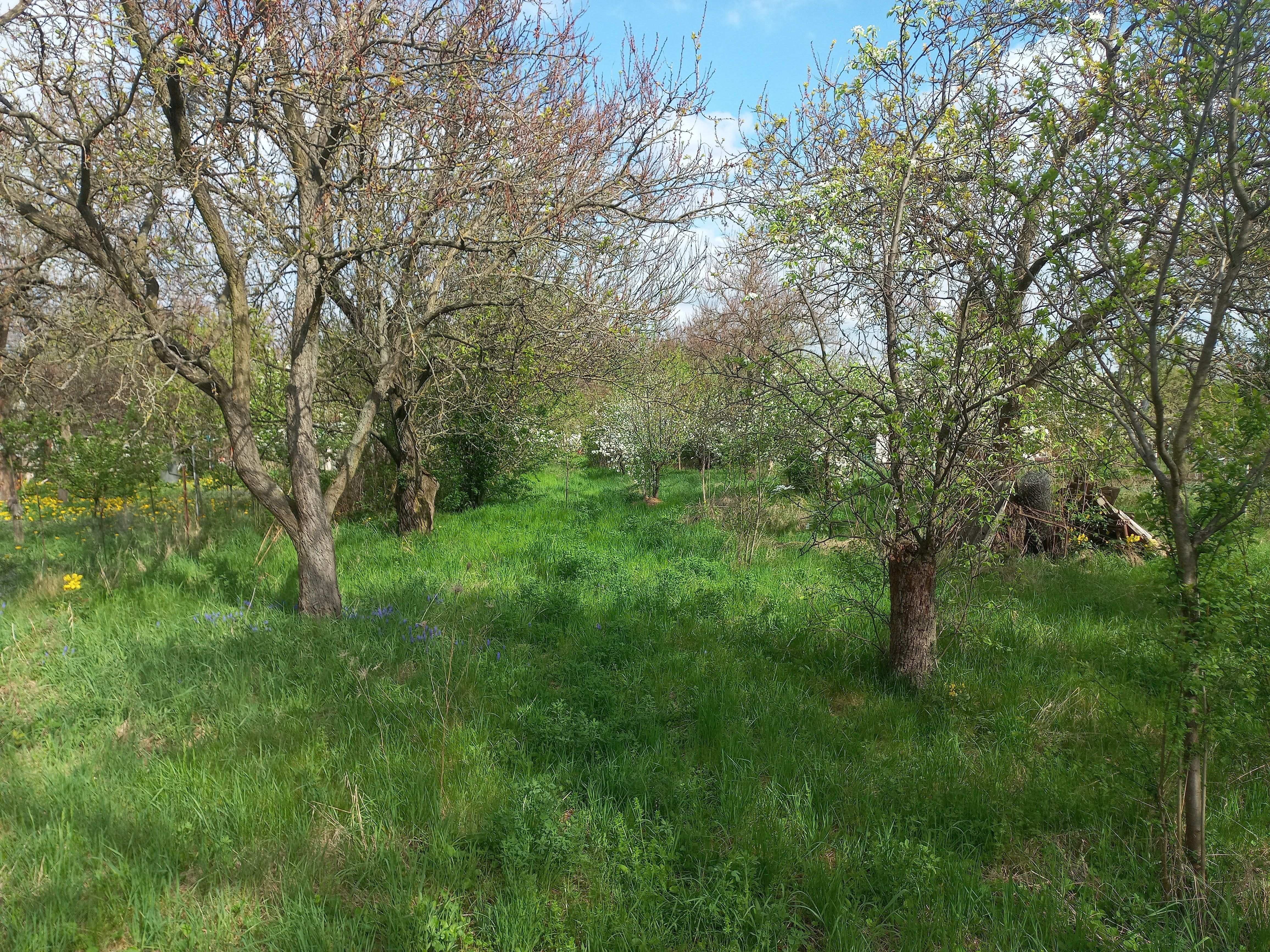 Zahrady, Novomoravanská, Brno, 2 000 m²