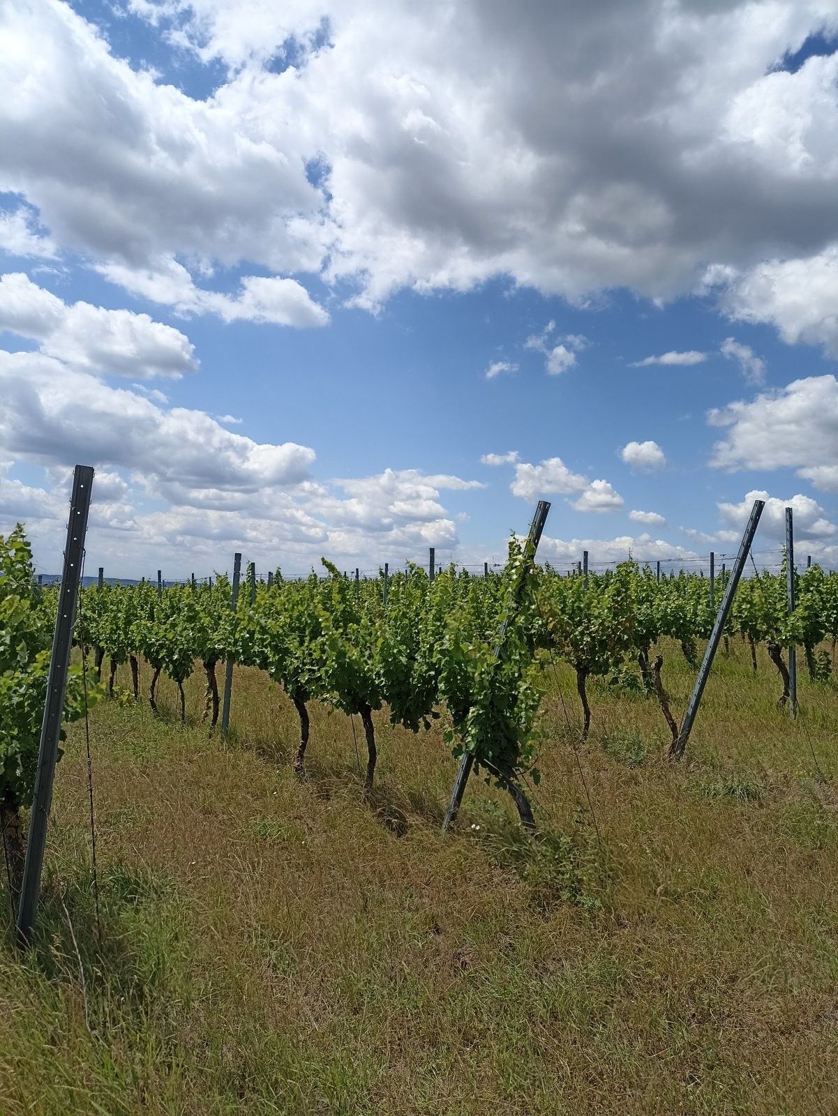 Pozemek · 13 493 m² · Starovice - 3