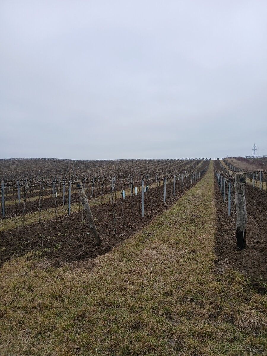 Prodej pozemek pro bydlení - Hrušovany nad Jevišovkou, 671 67