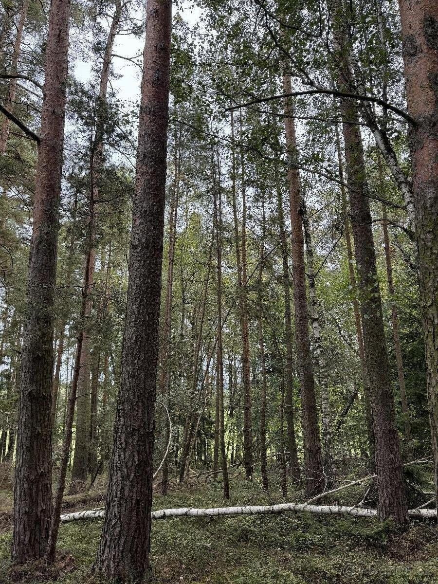 Prodej pozemek pro bydlení - Trhové Sviny, 374 01