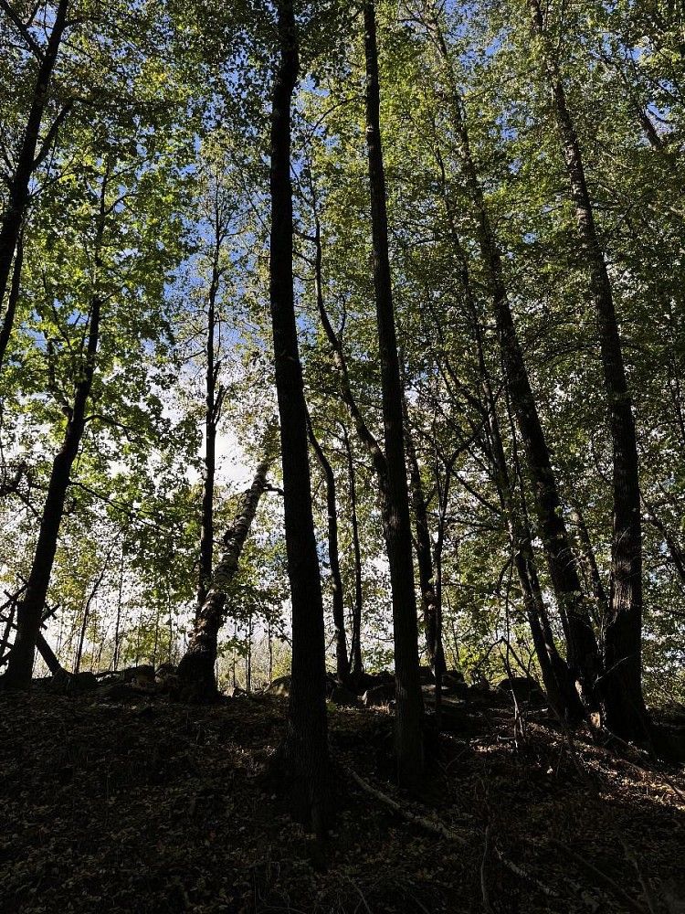 Les · Žulová - Chvalkovice - 4