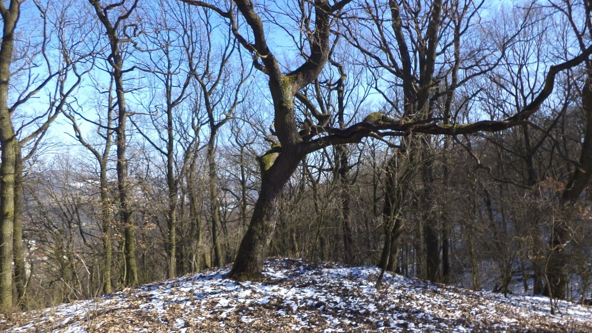 Ostatní, Ústí nad Labem, 7 064 m² - 2
