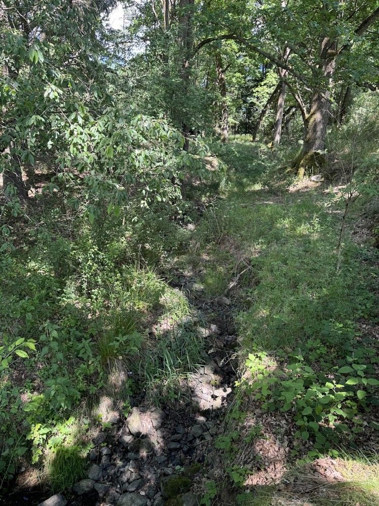 Les · Kytlice - Dolní Falknov, okres Děčín, Ústecký kraj - 3