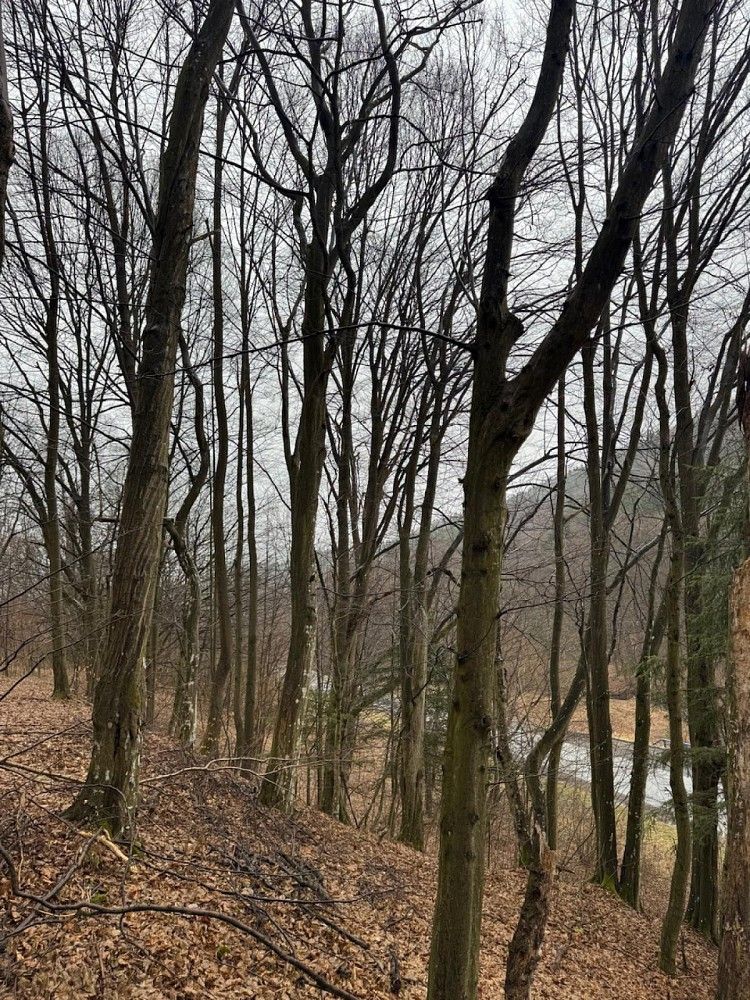 Lesy, Zděchov - Velešovice, okres Vsetín, Zlínský kraj - 2