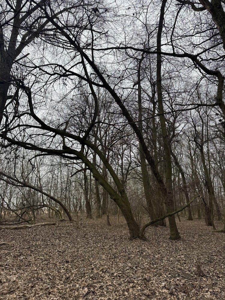 Lesy, Uherský Ostroh - Varnsdorf, okres Uherské Hradiště, Zlínský kraj