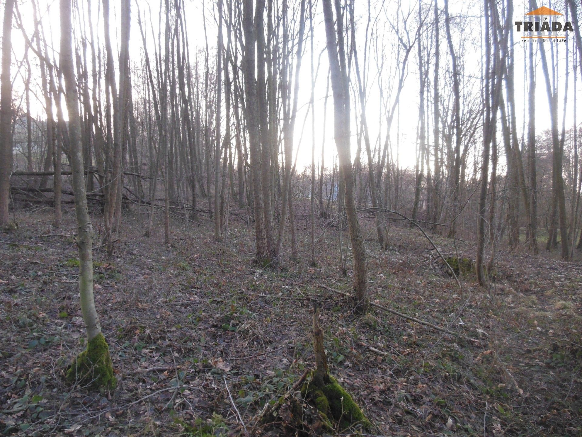 Prodej les - Turnov, 5 m²