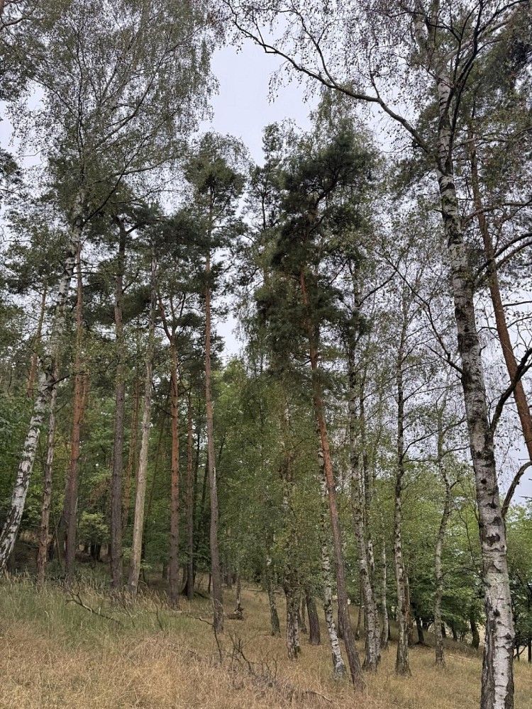 Prodej les - Kladruby - Hřešihlavy, okres Rokycany - 5