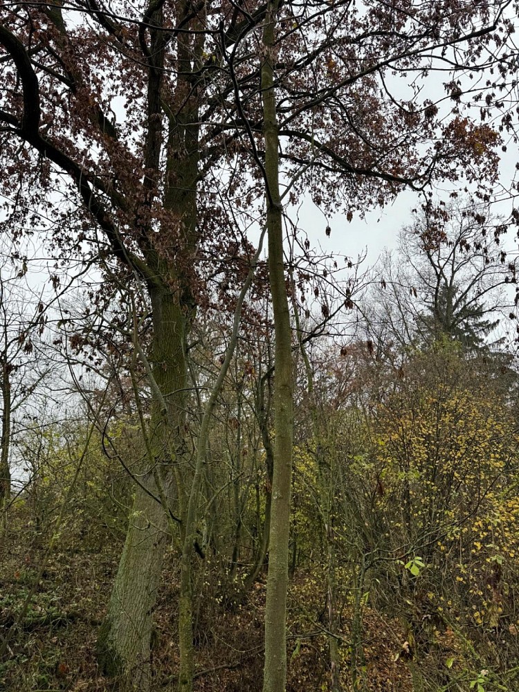 Les · Boreč - Drnovice - 3